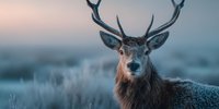 Majestic red deer stag with impressive antlers standing in misty moorland during golden hour twilight creating atmospheric wildlife portrait.