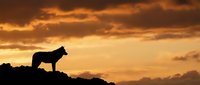 Wolf silhouette standing on rocky cliff against dramatic orange sunset sky with clouds. Wildlife nature scene for outdoor adventure and wilderness themes.