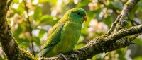 Bright green parakeet perched on a moss-covered branch in natural forest habitat with dappled sunlight filtering through foliage, suitable for wildlife and nature content.