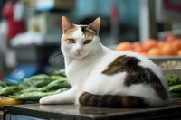White and brown calico cat sitting on market counter among fresh produce and vegetables, looking directly at camera with alert expression and bright eyes.