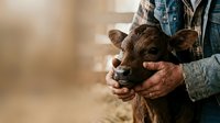 Farmer holding brown young goat in hands outdoors, agricultural livestock care and animal husbandry concept for farming industry.