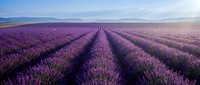 Endless rows of vibrant purple lavender flowers stretch across rolling hills under a clear sky, perfect for agriculture and nature themes.