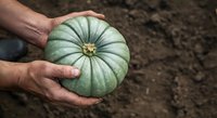 Farmer holding fresh green melon in hands over soil ground, harvest time agriculture concept for farming, gardening and organic produce.