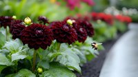 Deep burgundy dahlias with layered petals bloom in a garden setting with bee pollinating flowers, suitable for gardening, floral design, and nature content.