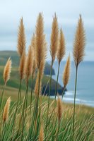 Tall pampas grass plumes swaying against coastal landscape background, with soft focus ocean and green hills creating serene natural scenery.