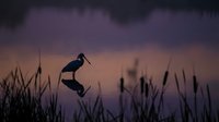Silhouette of heron bird standing in calm water with perfect reflection at twilight sunset, surrounded by tall grass reeds creating peaceful wetland scene.