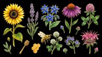 Wildflower and bee clipart set with sunflower, lavender, echinacea, clover, and honeycomb, isolated on transparent background, ready for stickers, t-shirt design, and print on demand.
