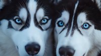 Two adorable husky puppies with striking blue eyes and black and white fur sitting close together, showcasing their distinctive facial markings and fluffy coats.