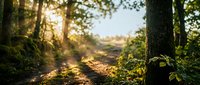 Sunlit forest path with golden light filtering through dense green foliage and tall trees, creating a serene woodland trail for nature and outdoor design projects.