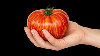 Hand holding a large striped heirloom tomato, isolated on transparent background. Ready for stickers, print on demand, T-shirt design, and clipart use.