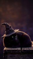 Black cat wearing witch hat sitting on wooden surface with dramatic purple background lighting for Halloween themed designs.