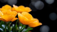Vibrant orange globe flowers in full bloom against dark bokeh background, petals glowing with natural sunlight. Close up macro photography shows delicate details.