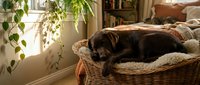 Brown dog resting in wicker basket with cushion by sunny window with hanging plants, cozy home interior setting.