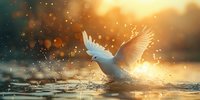 Majestic white dove splashing in water during golden sunset, creating dramatic water drops effect with bokeh lights, perfect for spiritual or peace concepts.