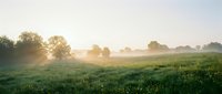 Misty meadow at sunrise with golden light filtering through trees and fog over green grass field.