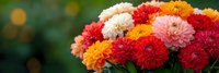 Vibrant dahlia flowers in red, orange, pink and white colors creating colorful autumn bouquet against soft blurred green background for seasonal decor.