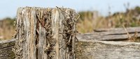 Weathered wooden fence post with peeling bark and natural textures in rural countryside setting with blurred background for rustic farm and agriculture themes.