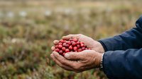Farmer holding fresh red berries in cupped hands over harvested field, agricultural produce and crop picking for food industry and farming business.