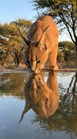 Wild caracal drinking water with reflection at sunset in African savanna landscape with acacia trees creating golden hour wildlife photography moment.