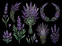 Lavender flowers in various arrangements with green stems isolated on transparent background, ready for t-shirt designs, clipart, stickers, sublimation, print-on-demand products and digital crafts.