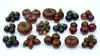 Assorted heirloom tomatoes in various colors and sizes arranged on white background. Purple, black, red and brown organic vegetables for cooking.