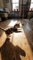 Playful tabby and white kitten stretching on wooden floor in sunlit living room with vintage furniture, houseplants, and rope toy for pet lifestyle content.