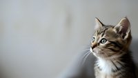 Adorable tabby kitten with striking blue eyes and white markings looking up curiously against soft gray background for pet adoption campaigns.