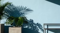 Tropical monstera and palm plants in concrete pots cast dramatic shadows on a light blue wall beside a minimalist metal shelf.