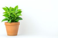 Fresh green houseplant with vibrant leaves growing in traditional terracotta pot against white background, minimalist botanical composition for home decor.