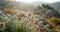 Wild oregano flowers blooming in golden sunlight on mountain meadow with soft bokeh background creating peaceful natural atmosphere.