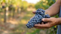 Farmer holding fresh blue grapes in vineyard during harvest season, ripe fruit ready for wine production.