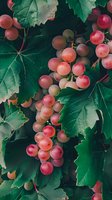Fresh pink grapes clusters hanging on vine with vibrant green leaves in natural sunlight. Close up view shows ripe fruit texture and organic farming details.