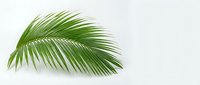 Green palm leaf branch isolated on white background for tropical design projects and summer decorations.