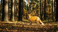 Golden fox walking through autumn forest with tall pine trees and fallen leaves on ground during daytime wildlife scene.