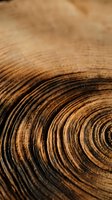 Natural wood grain texture with concentric tree rings showing annual growth patterns on cut timber surface for organic design backgrounds.