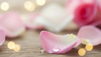 Delicate pink rose petals scattered on rustic wooden surface with soft bokeh lights creating romantic atmosphere for wedding or Valentine's Day celebrations.
