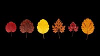 Autumn leaves collection in red, yellow, and orange tones isolated on transparent background. Ready for t-shirt designs, clipart, stickers, print-on-demand products, and sublimation projects.
