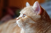 Orange tabby cat with blue eyes looking up in profile, domestic feline pet portrait with soft natural lighting for animal lover content and veterinary materials.