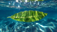 Vibrant green tropical leaf floating underwater with sunlight streaming through crystal clear turquoise water, creating natural lens flare and ripple effects.