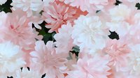 Delicate pink and white chrysanthemum flowers create romantic floral pattern with dark green leaves, suitable for wedding designs and feminine projects.