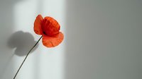 Single red poppy flower with delicate petals casting soft shadow on white wall in minimalist composition for home decor and botanical design projects.