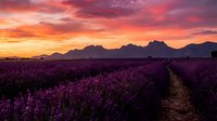 Lavender field at sunset with dramatic pink and orange sky over mountain landscape. Purple flowers in rows create natural pathway through agricultural farmland.