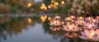 Floating lotus flowers illuminated by warm golden lights create serene ambiance on calm water surface for meditation and wellness concepts.