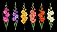 Colorful gladiolus flowers in pink, purple, yellow, orange, red and white isolated on transparent background. Ready for t-shirt design, clipart, stickers, sublimation and print-on-demand projects.