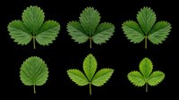 Strawberry leaves set isolated on transparent background, ready for stickers, clipart, t-shirt design, print on demand, and sublimation projects.