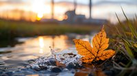 Golden autumn maple leaf on water surface with splash and sunset reflection creates serene natural composition. Industrial silhouette in background adds urban context.
