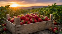 Fresh ripe strawberries in wooden crate at sunset on farm field with mountain landscape background for organic agriculture and harvest concepts.