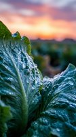 Fresh green leafy vegetables with morning dew drops in agricultural field during golden sunrise. Organic farming and healthy food concept for nutrition.