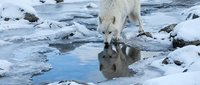 White arctic wolf drinking from icy water pool in snowy winter landscape with rocky terrain and pristine wilderness environment.