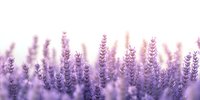 Lavender flowers blooming in soft purple hues with dreamy bokeh effect, creating peaceful aromatherapy and spa atmosphere for wellness and relaxation.